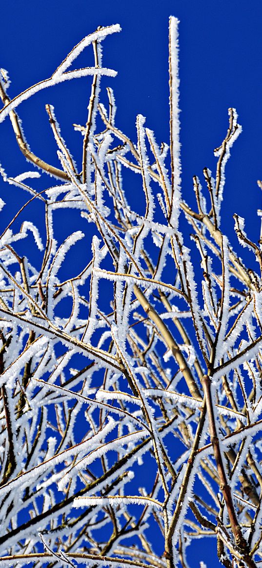 branches, frost, winter, freeze, cold