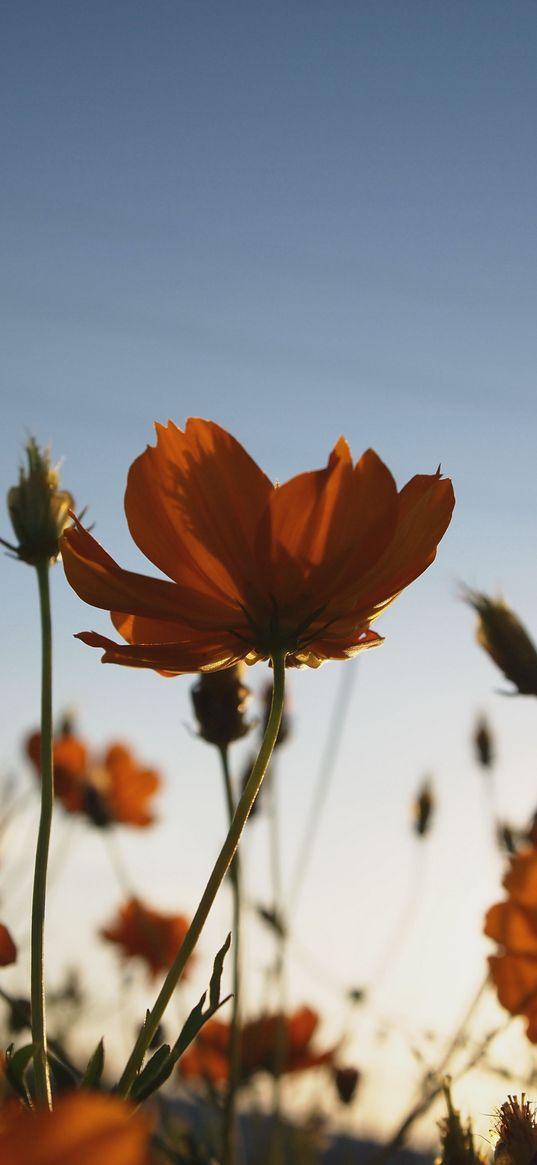 flowers, yellow, wild, plant, blooms, summer