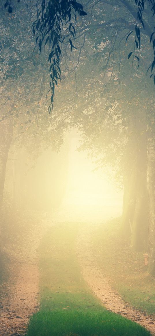 forest, road, fog, trees, light, turn