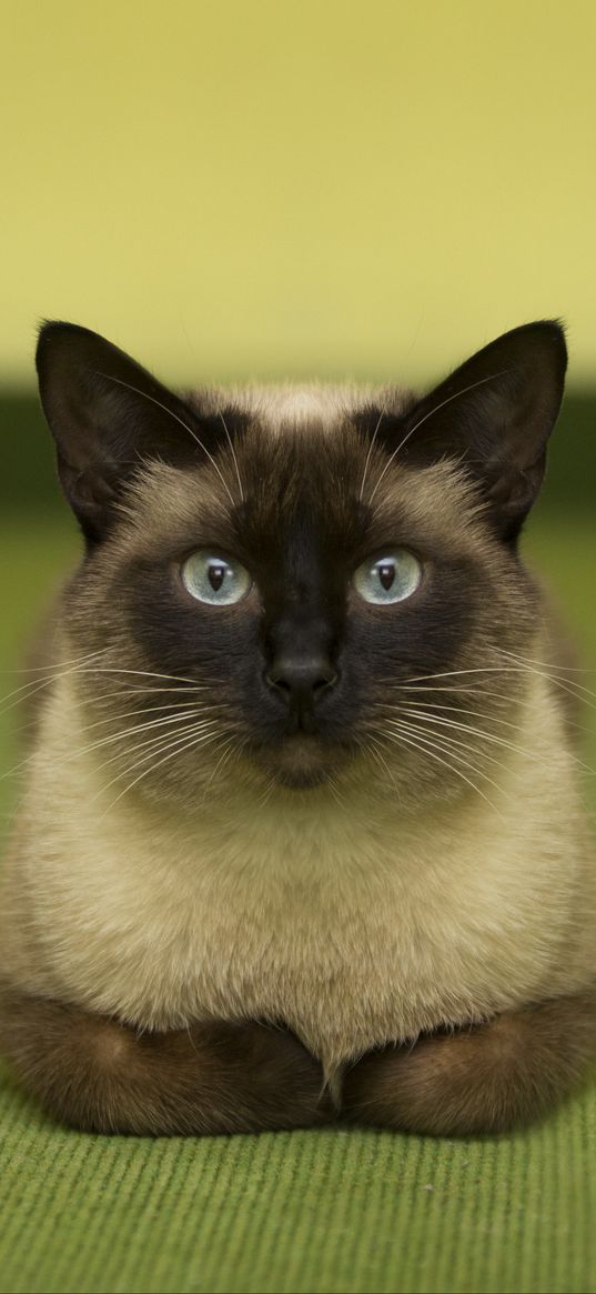 siamese cat, cat, glance