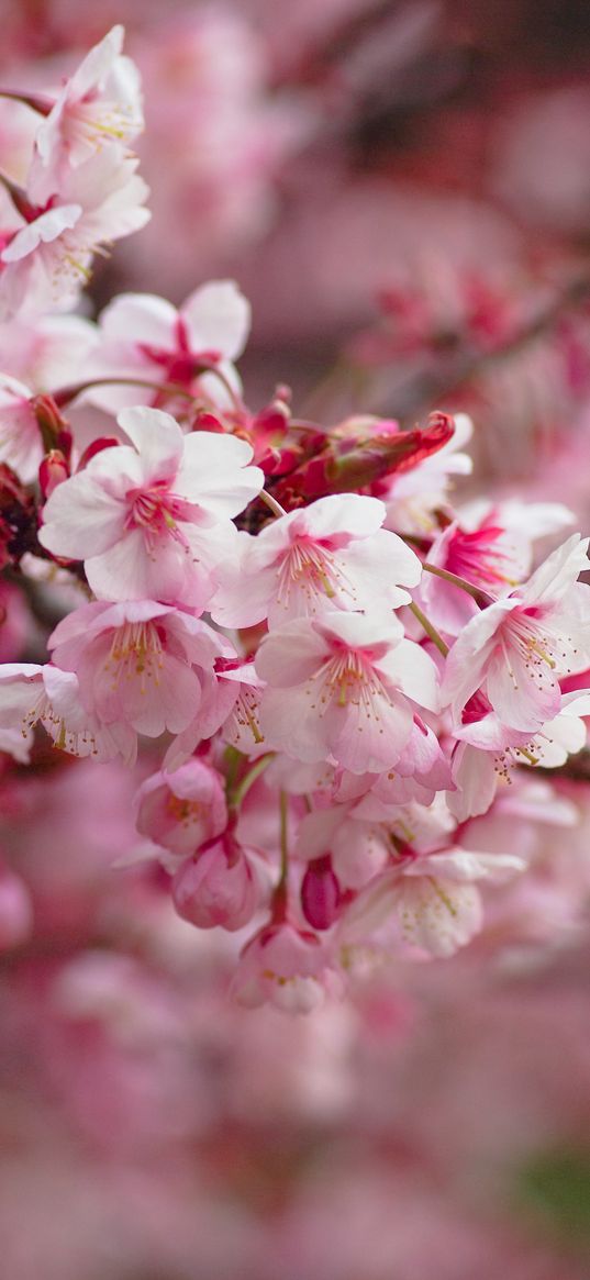 sakura, flowering, branch, flowers, blur