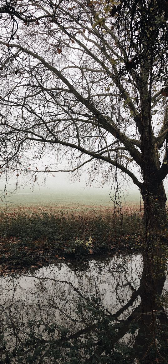 tree, autumn, fog, river, foliage, fallen, melancholy