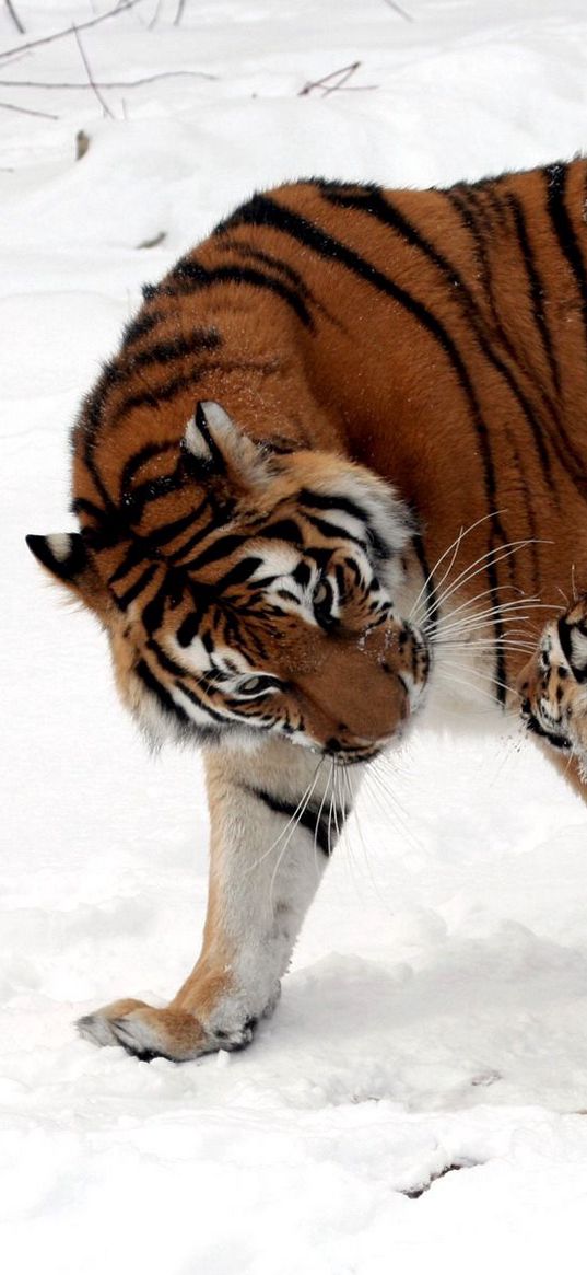 cub, tiger, tiger cub, snow play