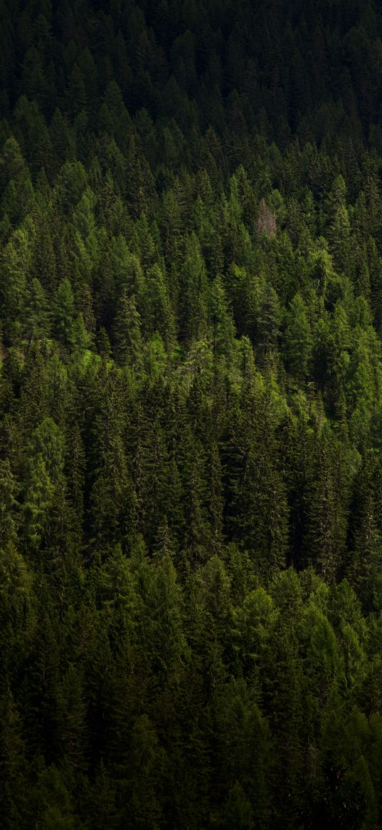 forest, trees, aerial view, green, vegetation, dark