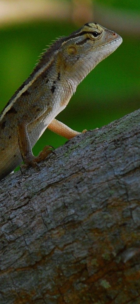 reptile, lizard, tree