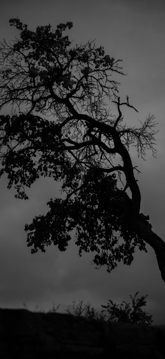 tree, bw, branches, gloomy, dark, night