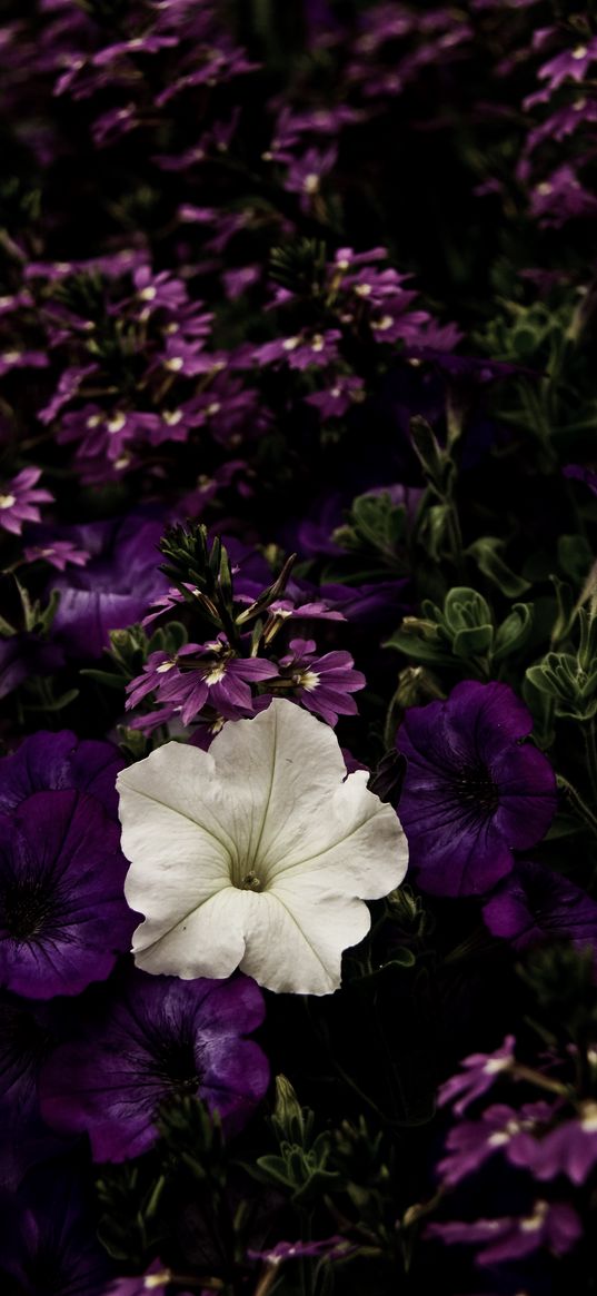 flowers, flowerbed, purple, white, contrast