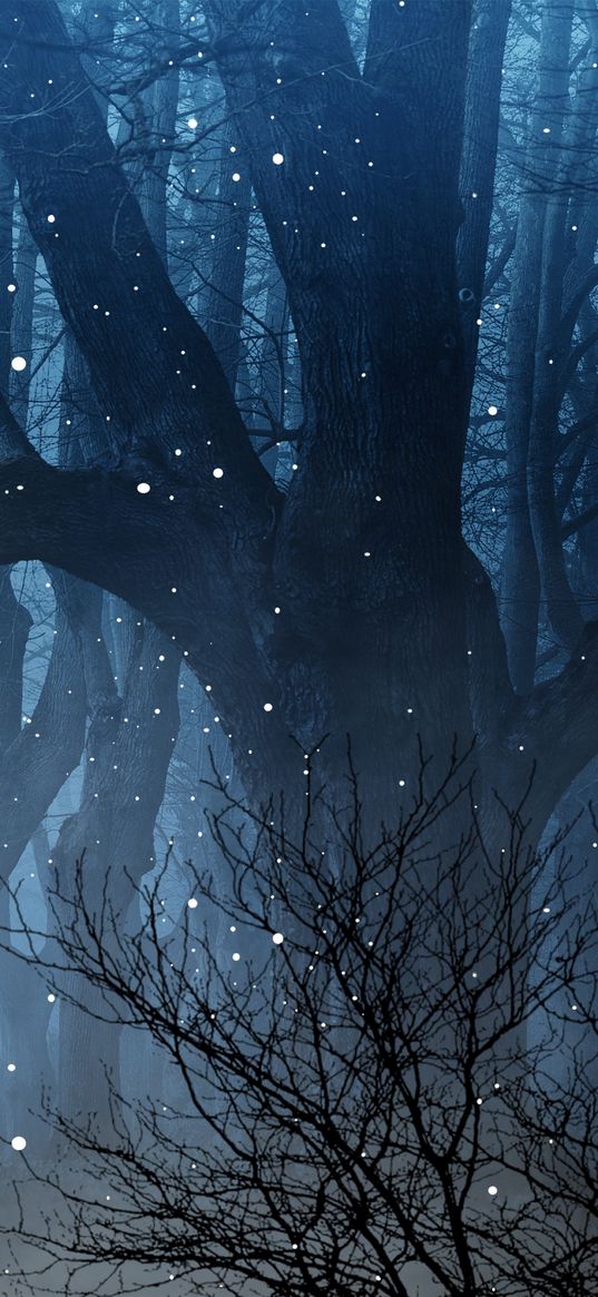 forest, fog, fireflies, branches