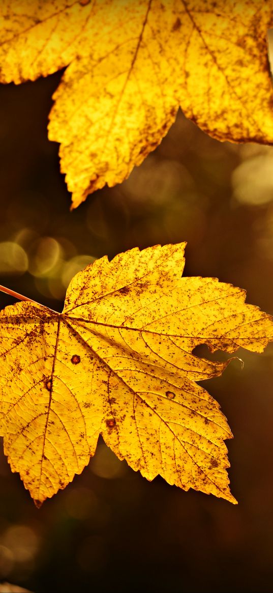 sheet, autumn, branch, blur