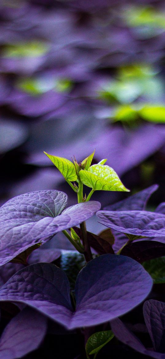 leaves, plant, sprout, blur, macro