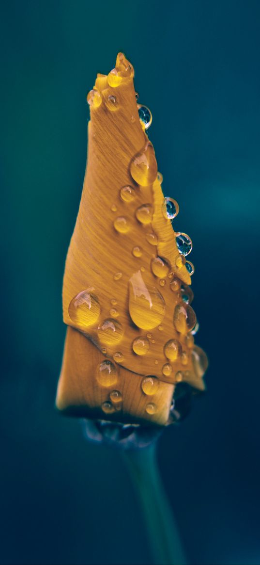 poppy, bud, drops, flower, moisture