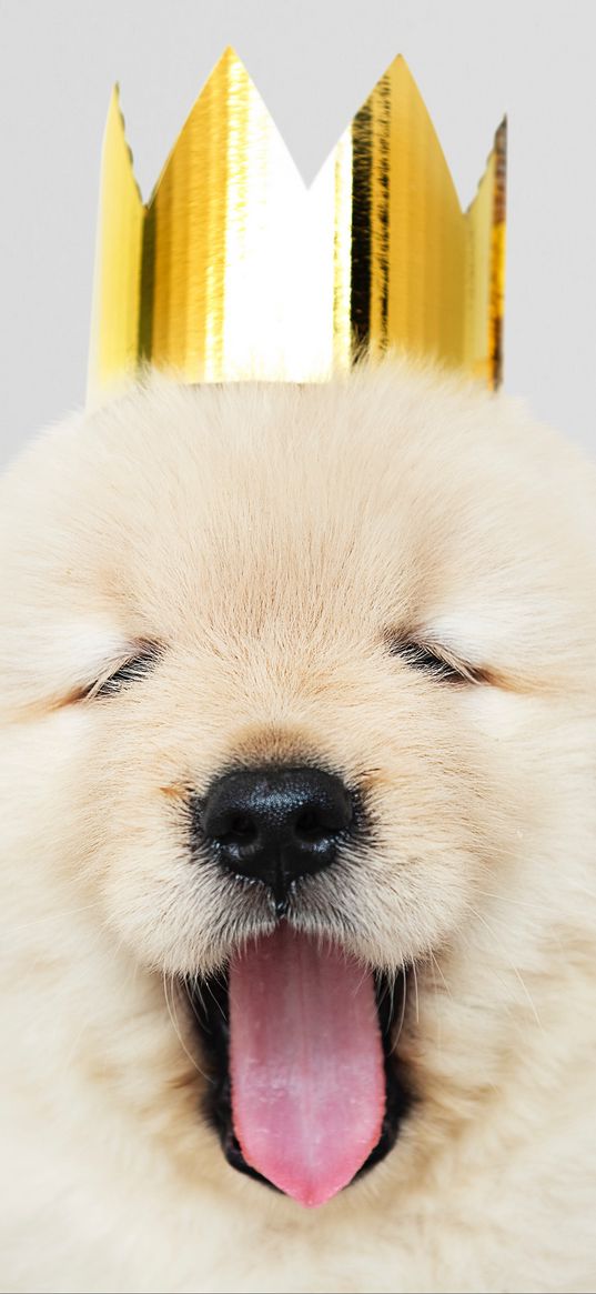 puppy, crown, protruding tongue, cute, dog