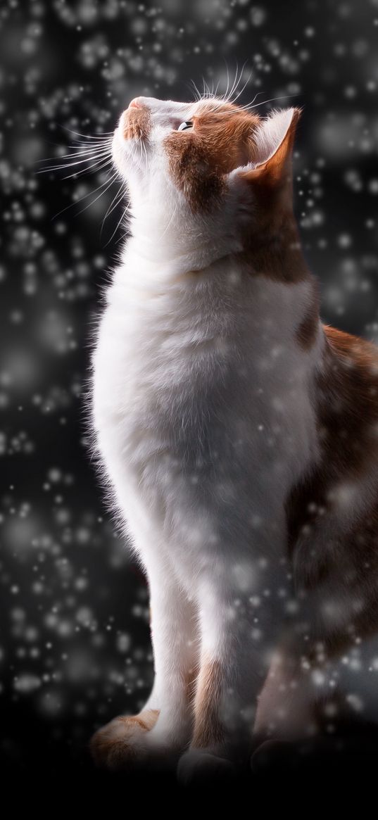 cat, snow, glare, bokeh, snowfall, photoshop