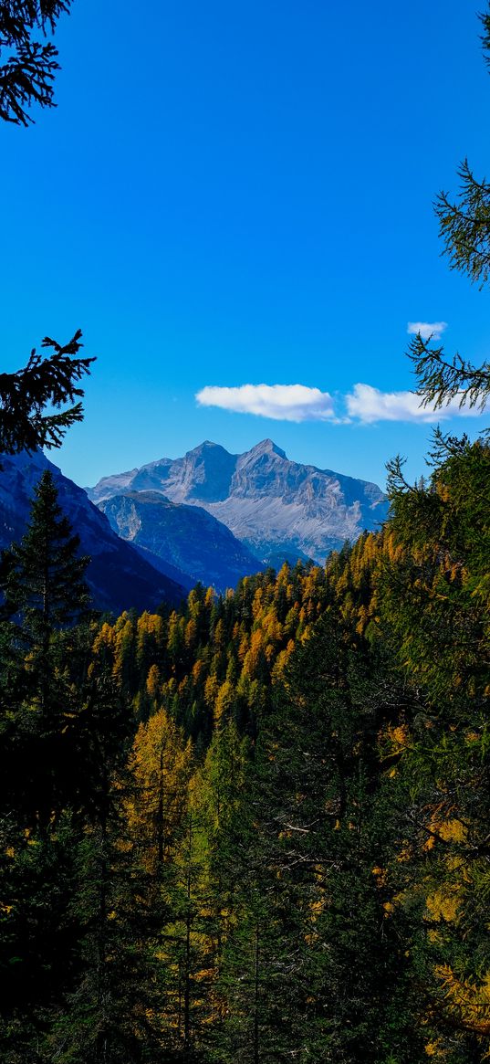 mountains, trees, branches, overview, autumn, landscape