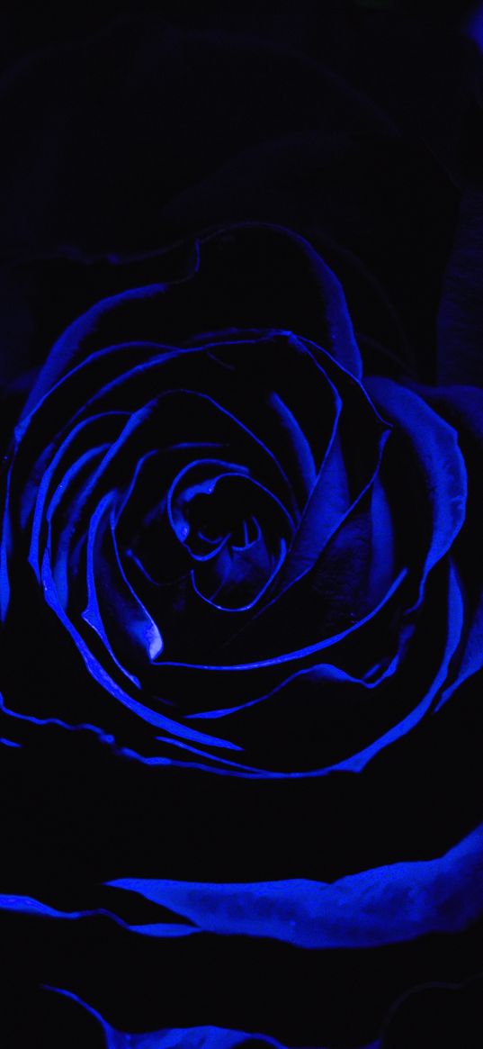 rose, blue rose, petals, dark, bud