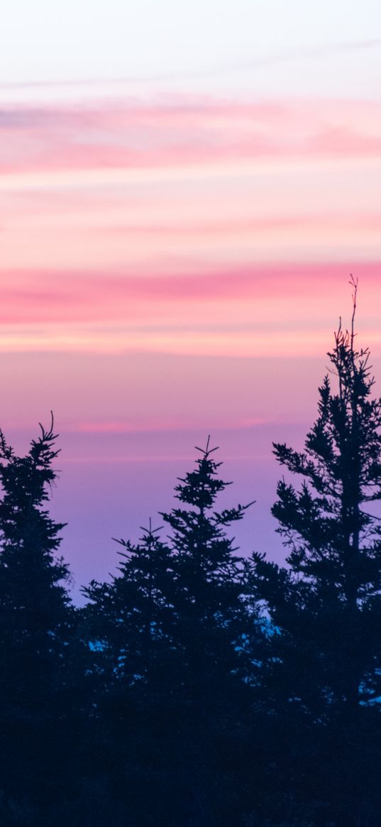 spruce, sunset, clouds, mist, pink