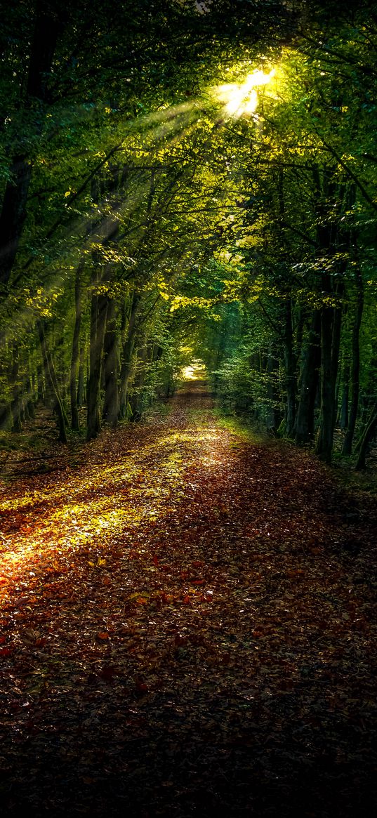 forest, path, autumn, trees, sunlight