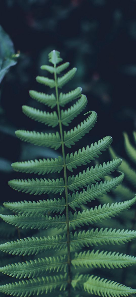 fern, leaf, carved, green, closeup, plant