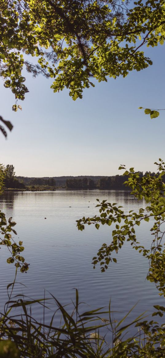 lake, branches, trees, leaves, frame