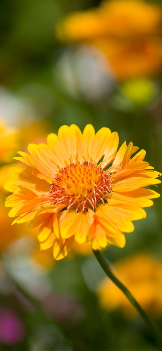 flower, yellow, macro, blur, flowerbed