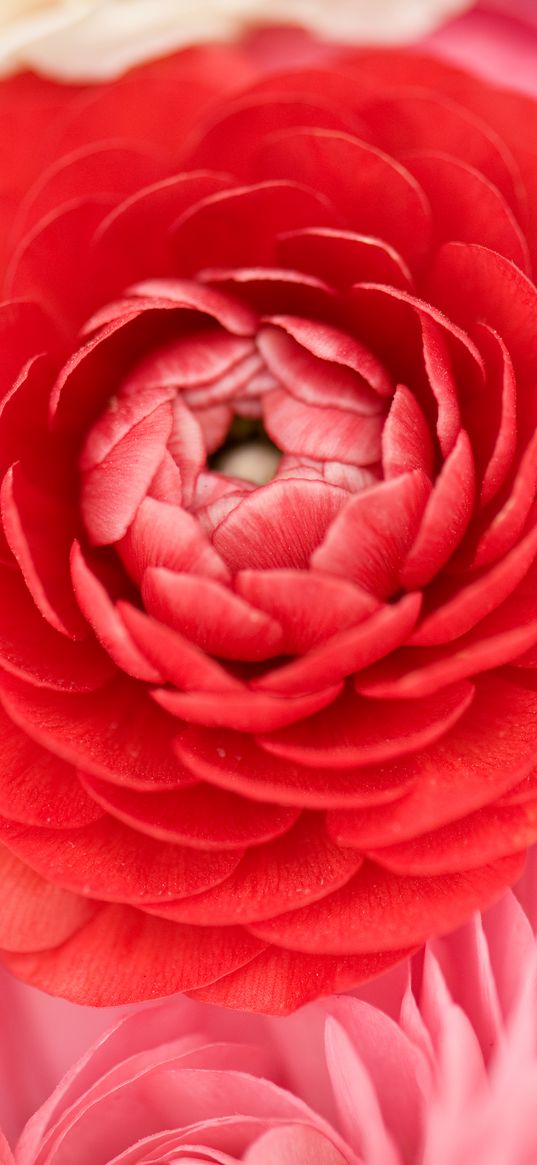 buttercup, bud, petals, macro