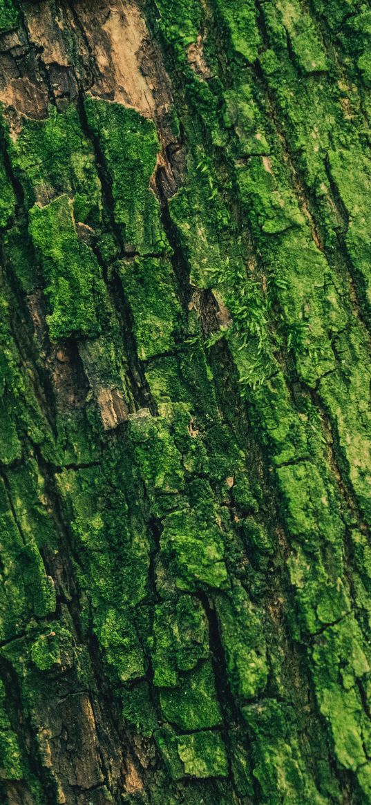 moss, bark, tree, surface, relief, green