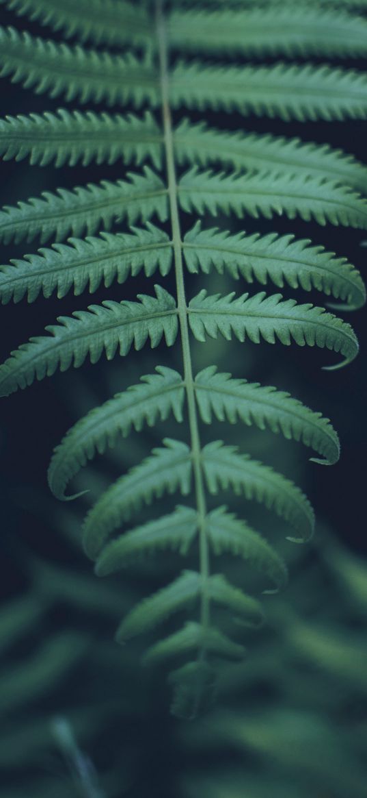 leaf, carved, plant, green, macro