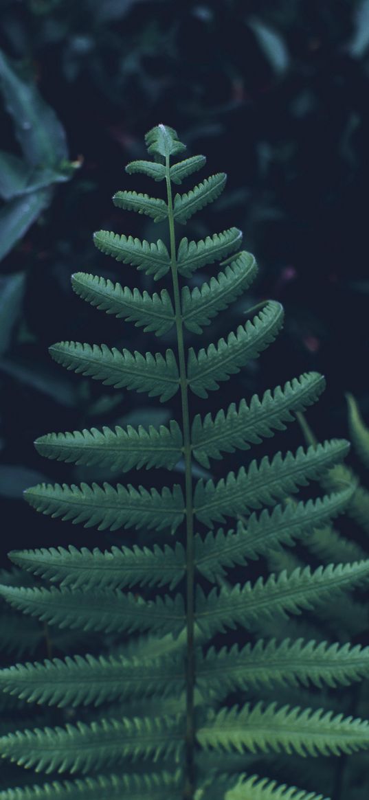 fern, leaves, carved, green, plant, vegetation