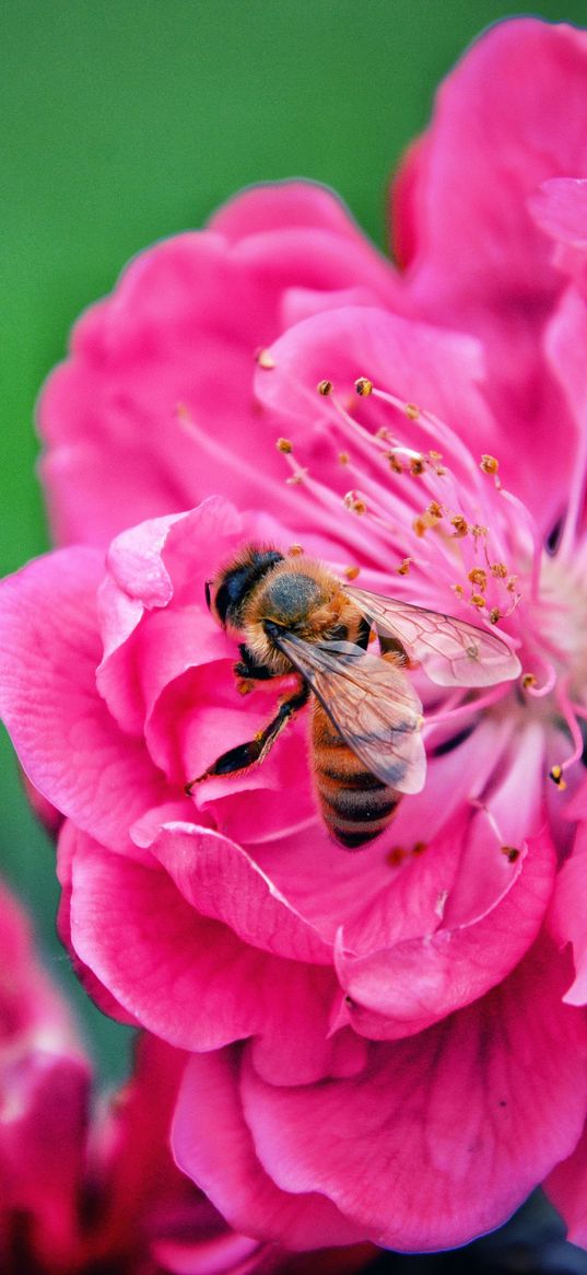 bee, flower, pollination, pink, macro