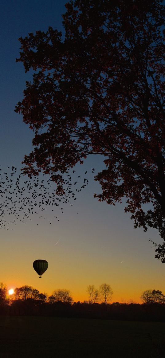 air balloon, aerostat, tree, sunset, foliage, horizon