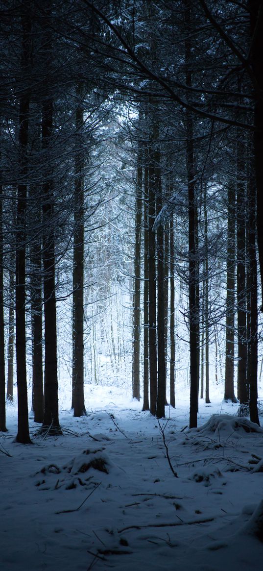 forest, winter, snow, trees, snowy, hike