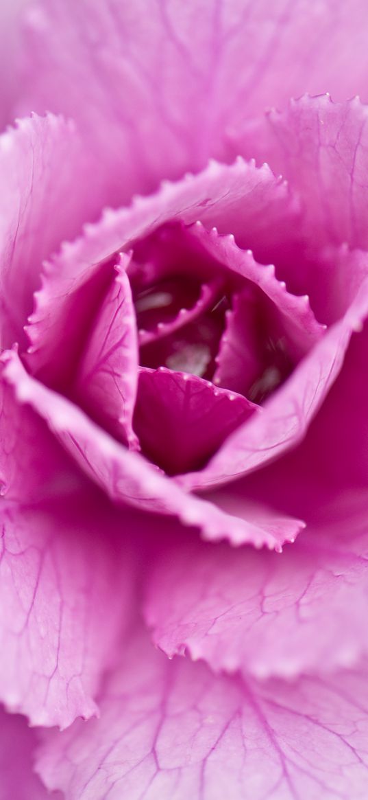 pink cabbage, cabbage, petals, pink, macro, closeup