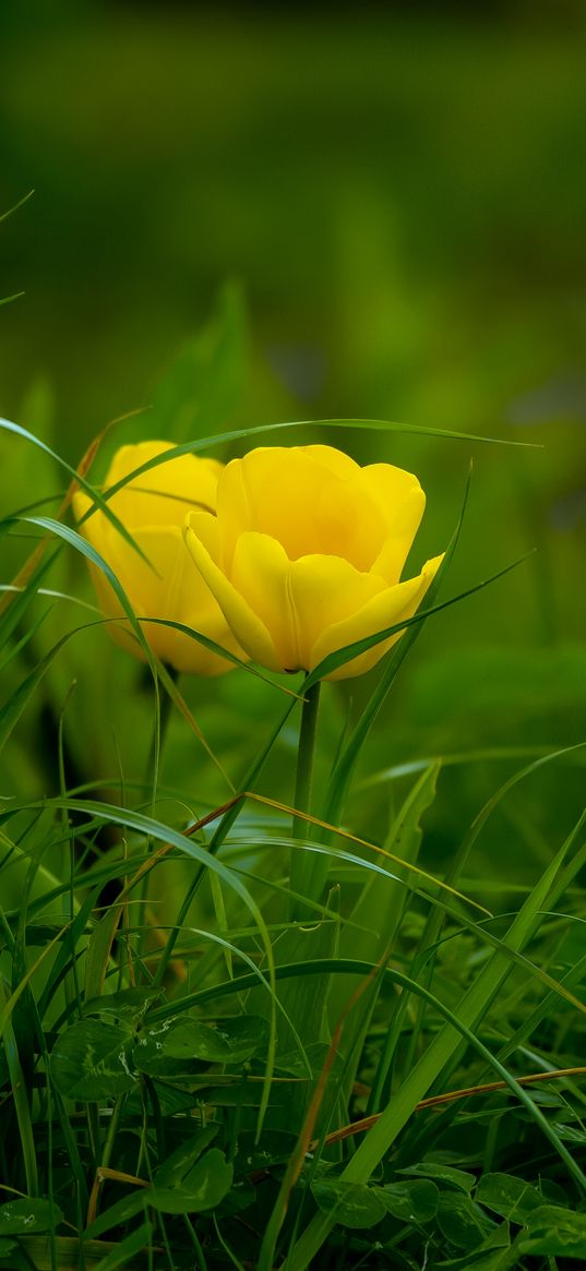 tulip, grass, flower, flora, bloom