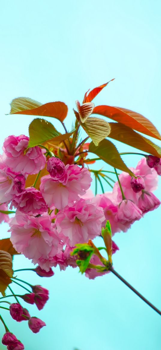 flowers, pink, flowering, branch, flora, spring