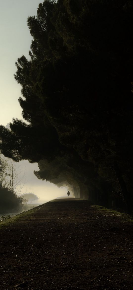 silhouette, fog, trees, loneliness, darkness, dark