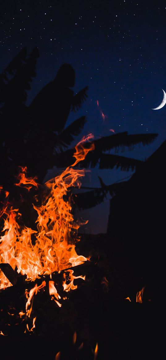 bonfire, fire, night, palm, moon, starry sky