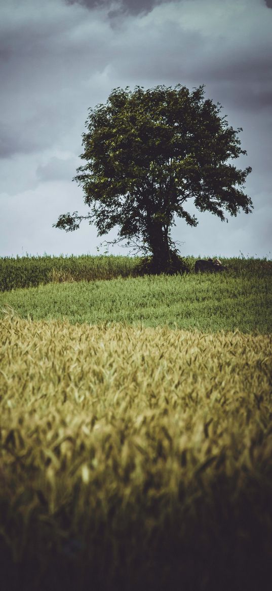 tree, glade, grass, clouds