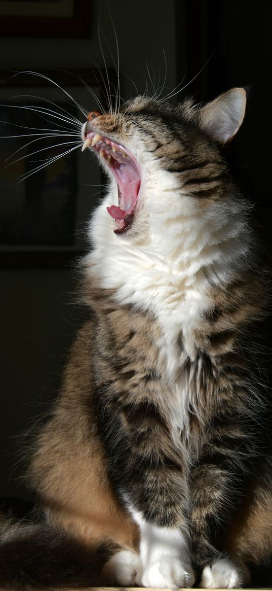 cat, yawn, fluffy, fangs, mustache