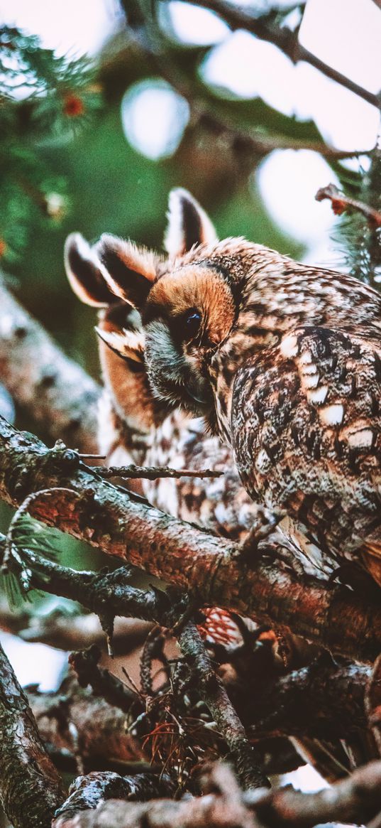 owl, bird, predator, wildlife, branches