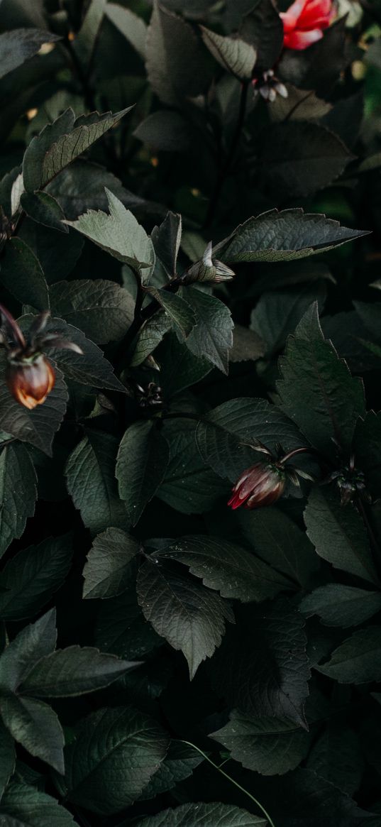 leaves, flowers, green, dark, flora