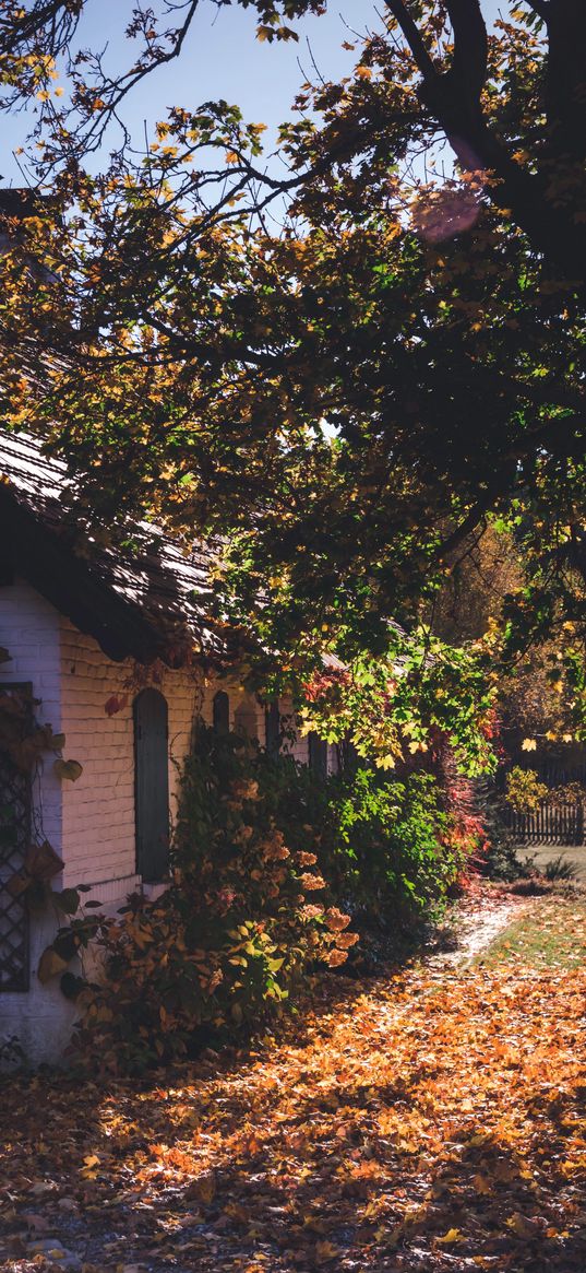 yard, house, autumn, foliage, tree