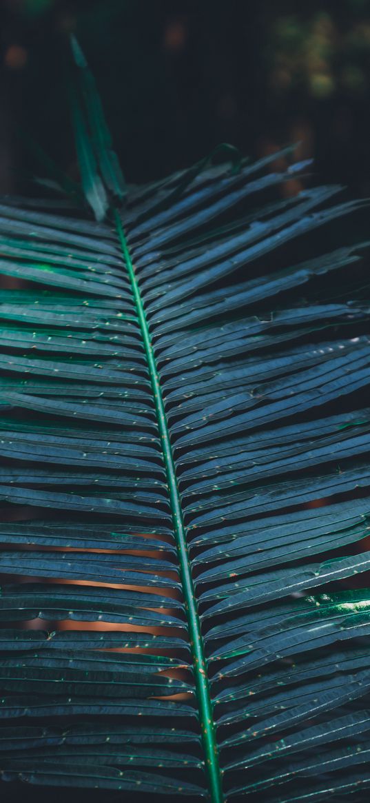 leaf, branch, plant, green, blur, carved