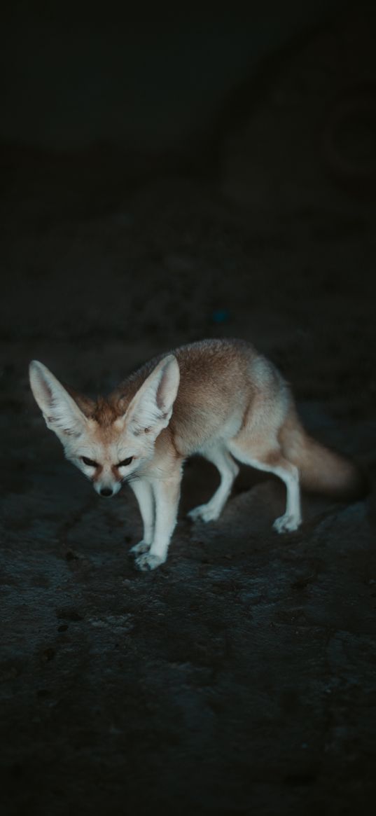 fennec fox, fennec, fox, animal, wildlife