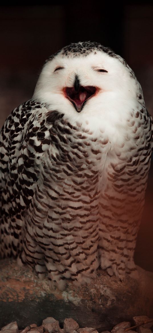 snowy owl, owl, bird, emotions, funny