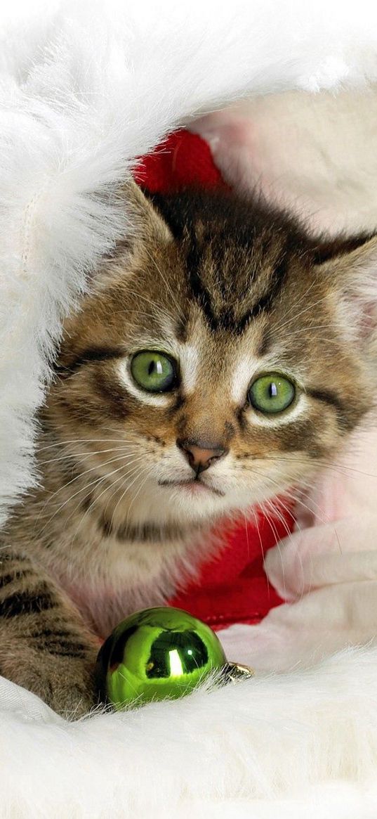 new year, christmas, kitten, hat, attribute