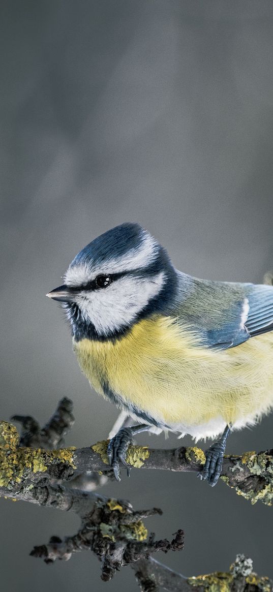 chickadee, bird, branch, blur