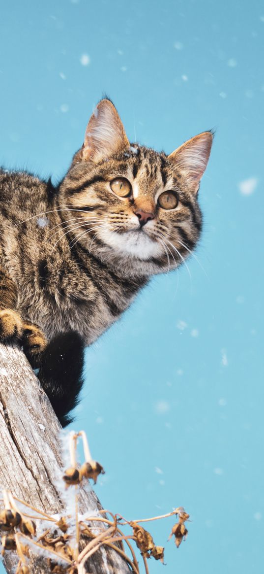 cat, snowfall, snow, pillar