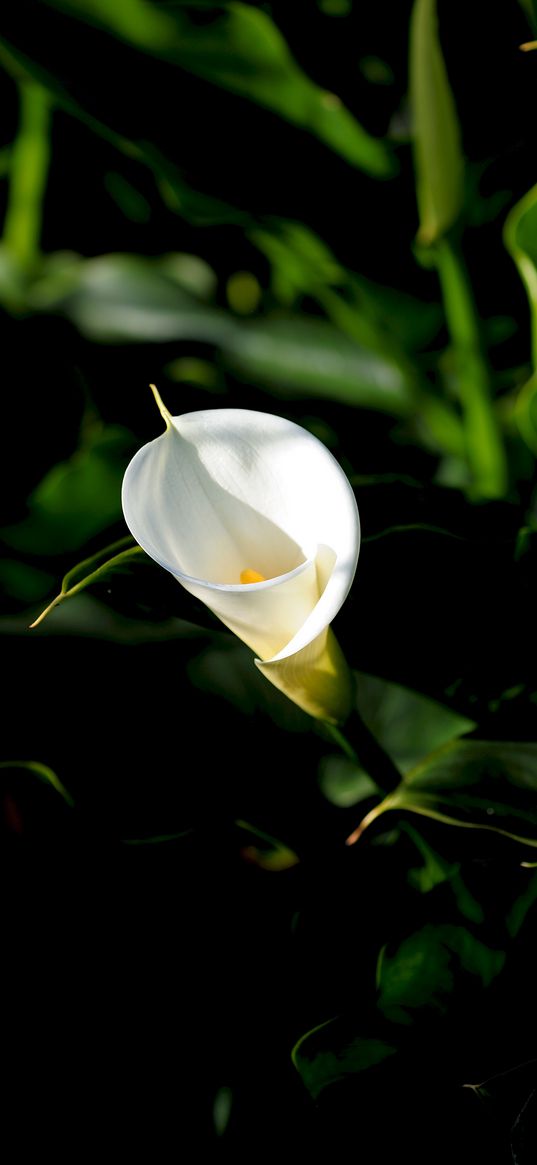 calla, flower, white, leaves