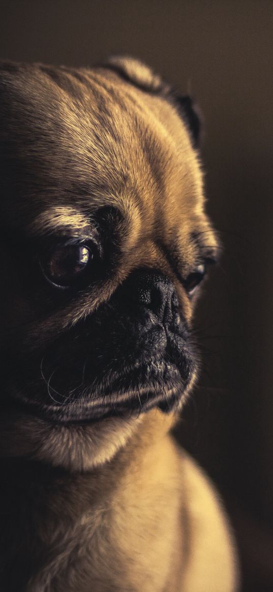 pug, dog, muzzle, sight, eyes