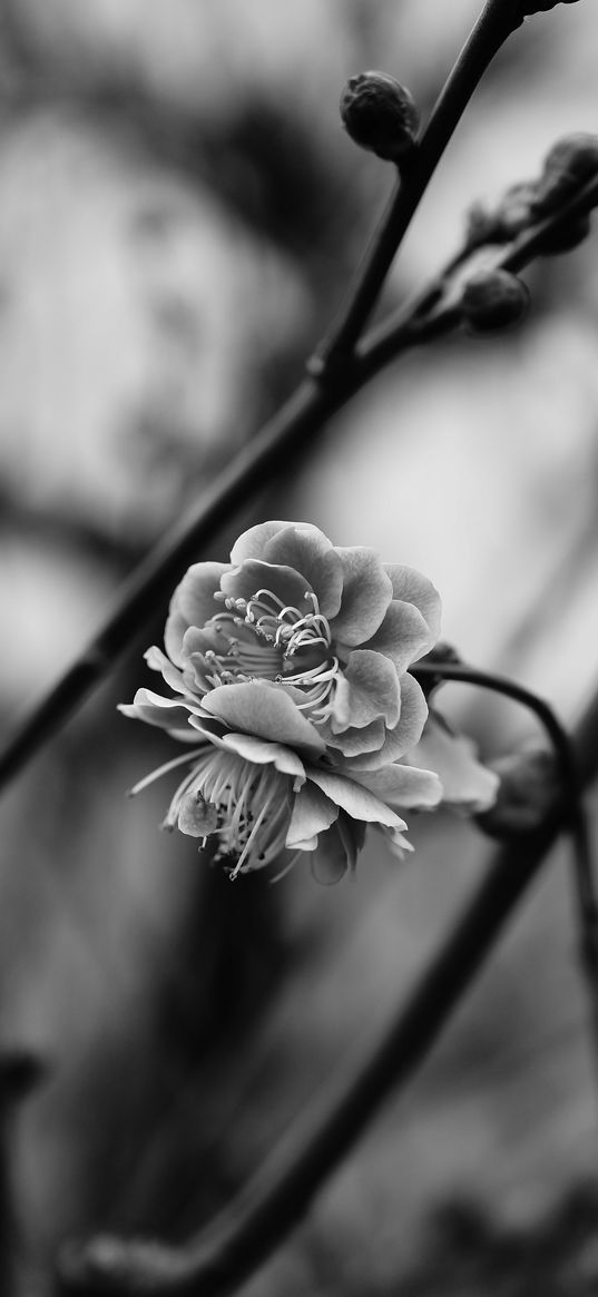 flower, blooming, bw, blur, branch